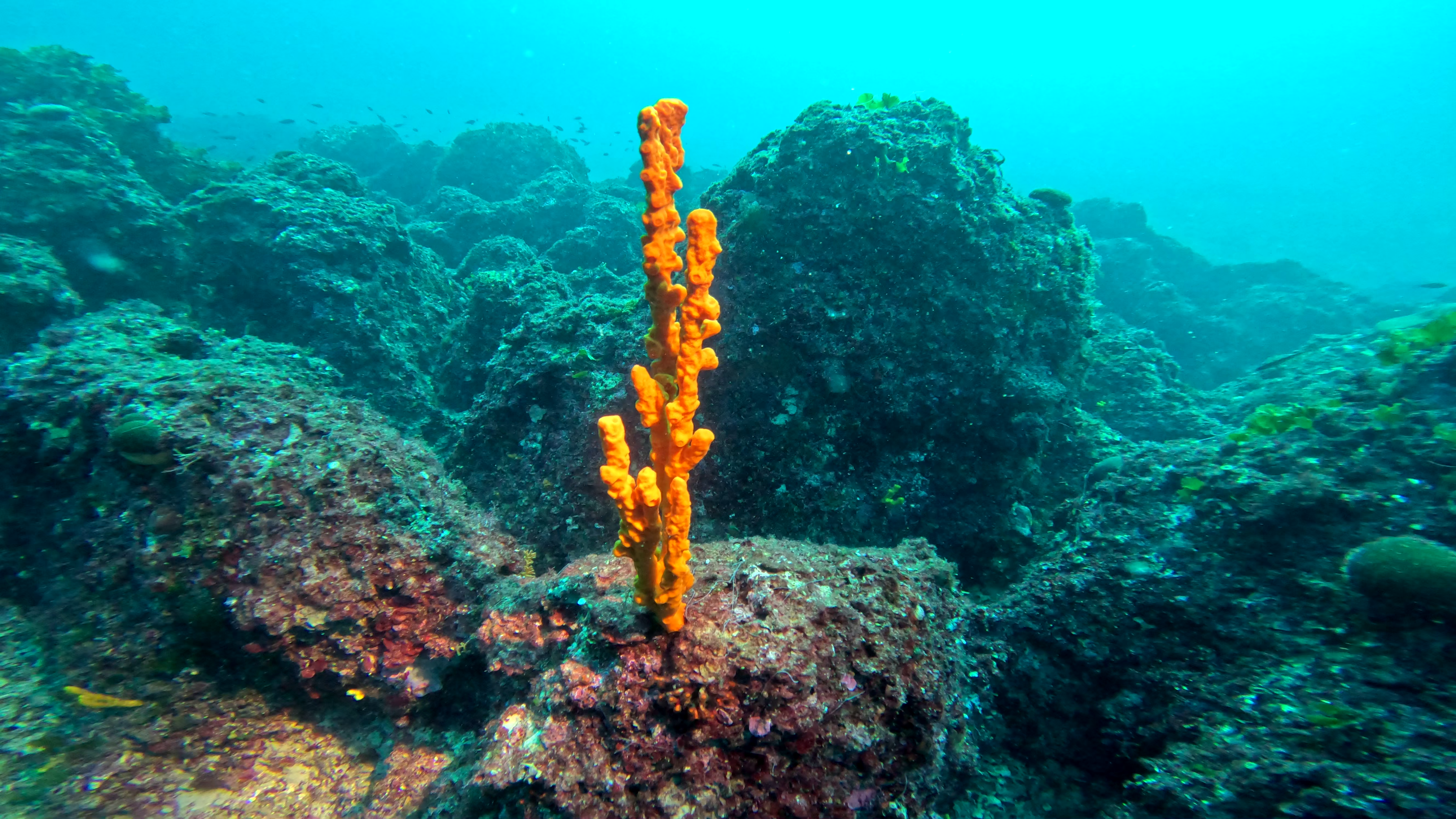 Axinella ROV
