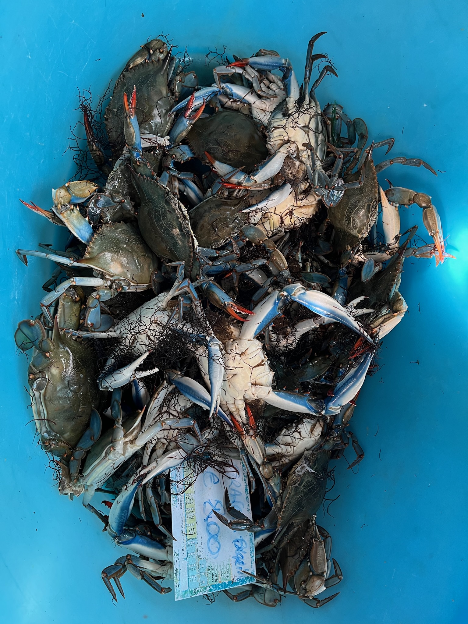 Blue Crab
